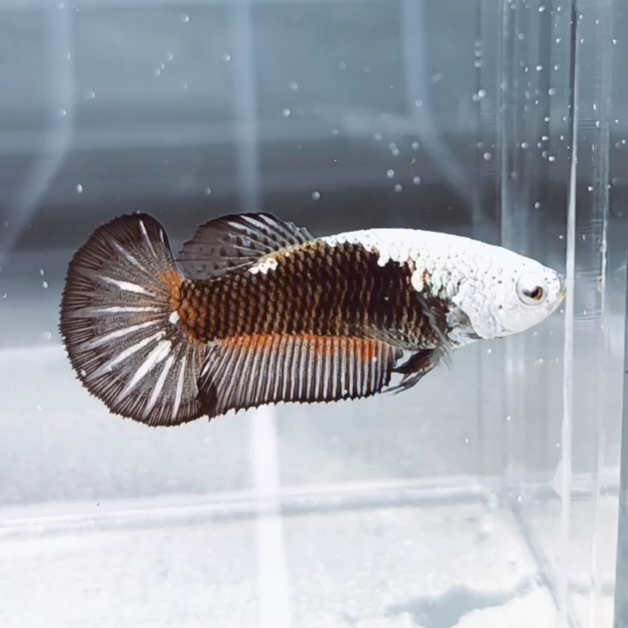 Black Samurai Helmet HMPK_h002 (Female) - Image 2