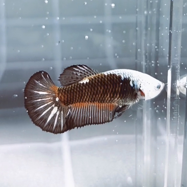 Black Samurai Helmet HMPK_h002 (Female) - Image 3