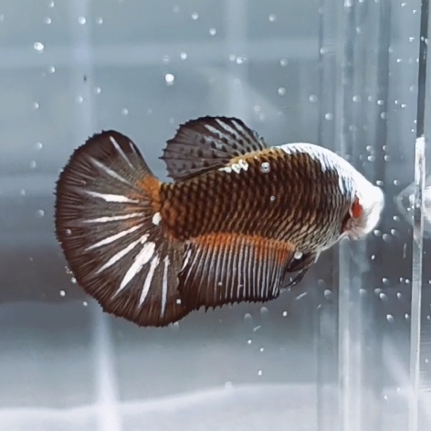 Black Samurai Helmet HMPK_h002 (Female) - Image 4