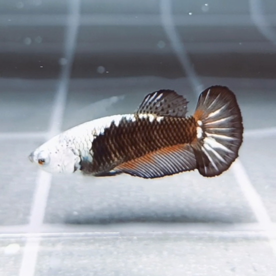 Black Samurai Helmet HMPK_h002 (Female) - Image 6