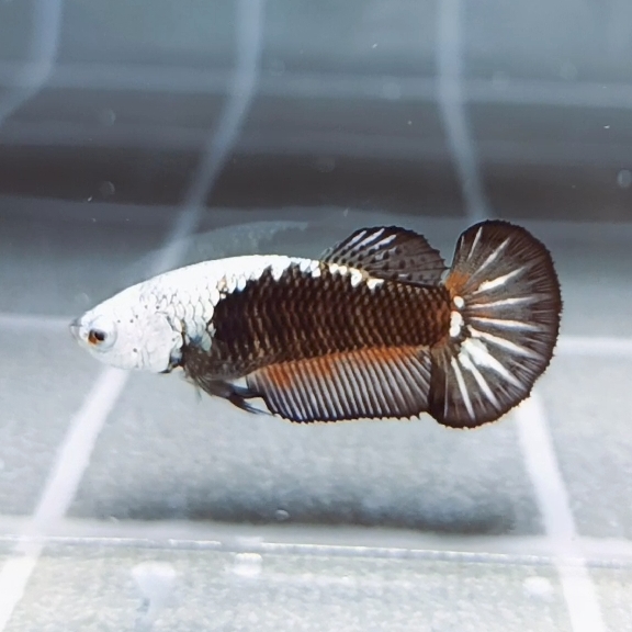 Black Samurai Helmet HMPK_h002 (Female) - Image 7