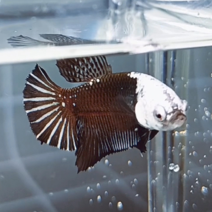 Black Samurai Helmet HMPK_h003 (Female)