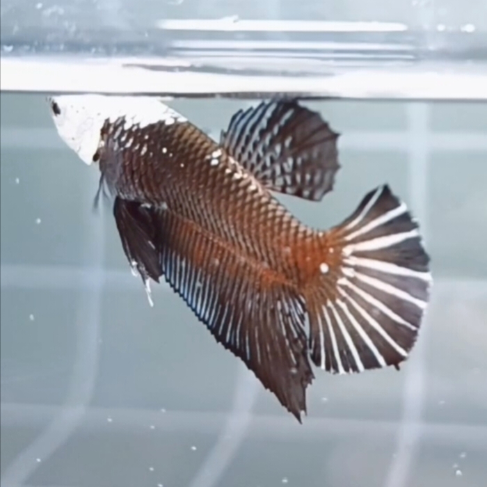 Black Samurai Helmet HMPK_h003 (Female) - Image 4