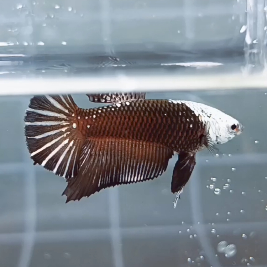 Black Samurai Helmet HMPK_h003 (Female) - Image 5