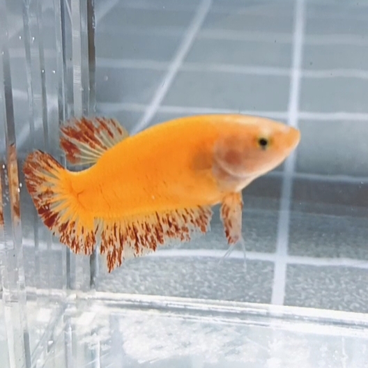 Premium Yellow Vanda HMPK_F001 (Female) - Image 2