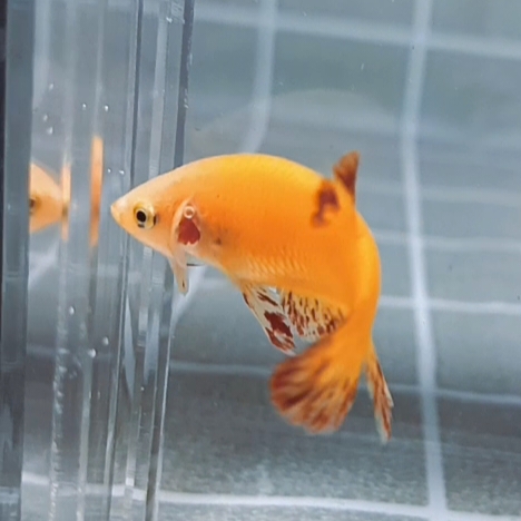 Premium Yellow Vanda HMPK_F001 (Female) - Image 8