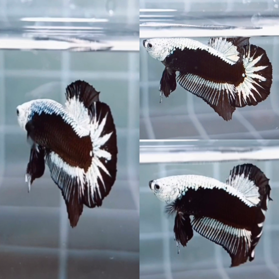 Premium Black Samurai HMPK_H129 (Male) - Image 3