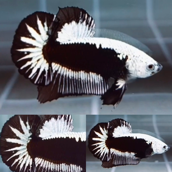 Premium Black Samurai HMPK_H129 (Male) - Image 2