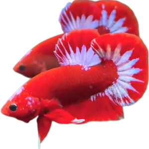 Red Hellboy White Startail HMPK Betta_M036 (Male)