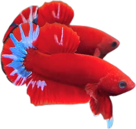 Red Hellboy Startail HMPK Betta_M033 (Male) - Image 3