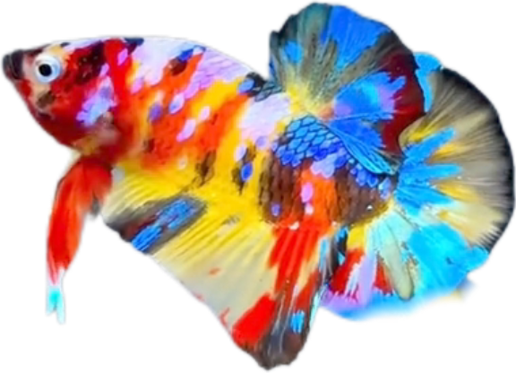 Premium Multicolor HMPK Betta_M038 (Male) - Image 2