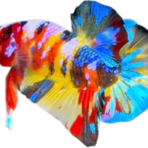 Premium Multicolor HMPK Betta_M038 (Male)