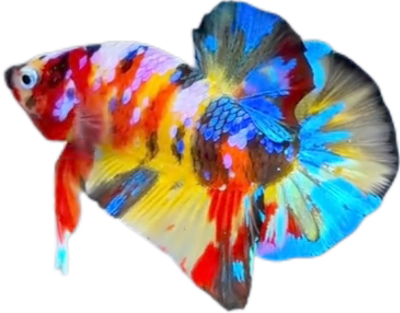 Premium Multicolor HMPK Betta_M038 (Male)
