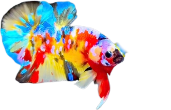 Premium Multicolor HMPK Betta_M038 (Male) - Image 6