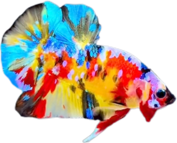 Premium Multicolor HMPK Betta_M038 (Male) - Image 5
