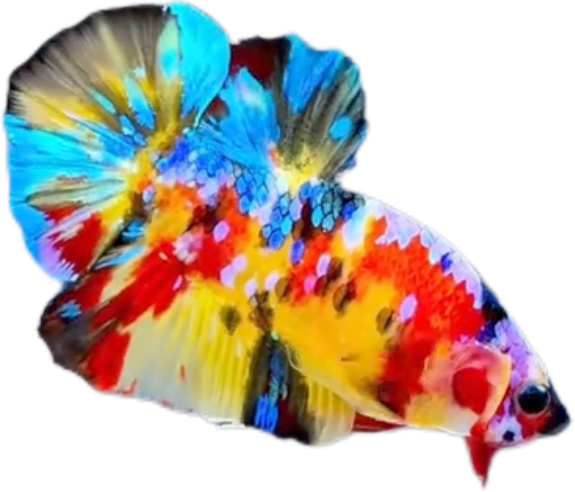 Premium Multicolor HMPK Betta_M038 (Male) - Image 4
