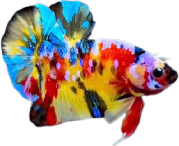 Premium Multicolor HMPK Betta_M038 (Male) - Image 3
