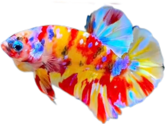 Premium Multicolor HMPK Betta_M039 (Male) - Image 2