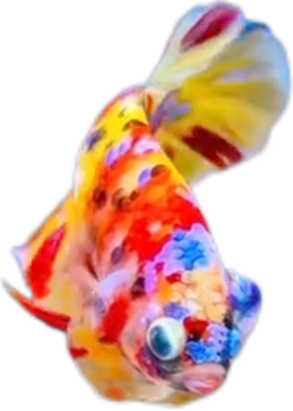 Premium Multicolor HMPK Betta_M039 (Male) - Image 9