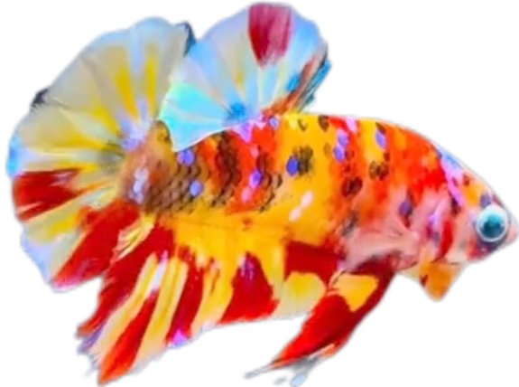 Premium Multicolor HMPK Betta_M039 (Male) - Image 7