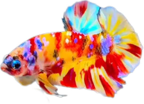 Premium Multicolor HMPK Betta_M039 (Male) - Image 5