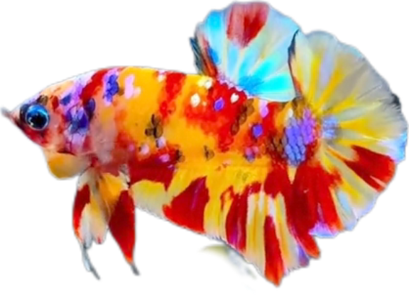 Premium Multicolor HMPK Betta_M039 (Male) - Image 4