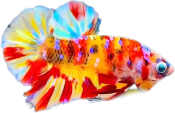 Premium Multicolor HMPK Betta_M039 (Male) - Image 3