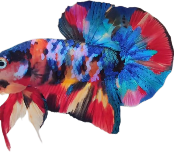 Premium Multicolor HMPK Betta_M040 (Male) - Image 4