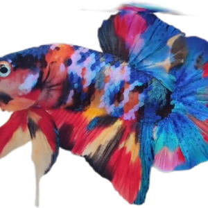 Premium Multicolor HMPK Betta_M040 (Male)