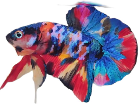 Premium Multicolor HMPK Betta_M040 (Male)