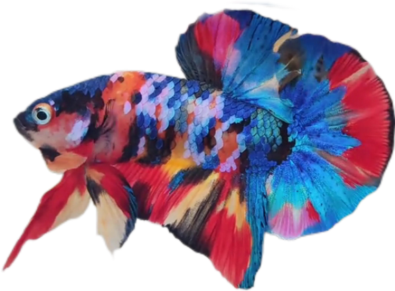 Premium Multicolor HMPK Betta_M040 (Male) - Image 3