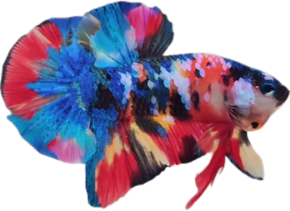 Premium Multicolor HMPK Betta_M040 (Male) - Image 2