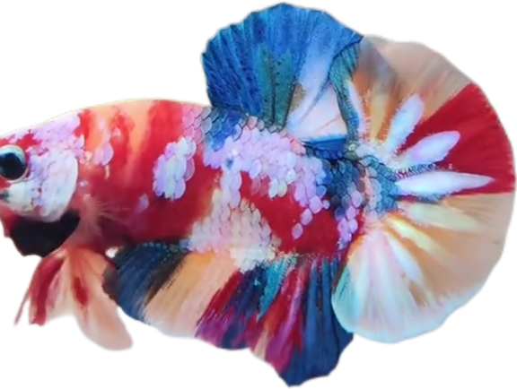Candy Multicolor HMPK Betta_M041 (Male) - Image 2