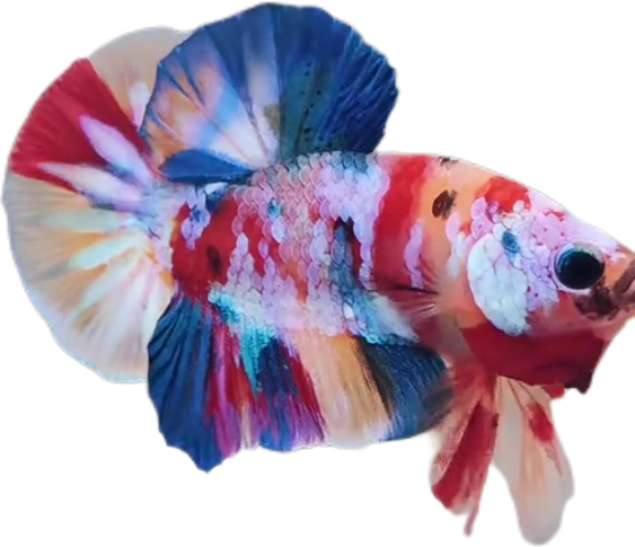 Candy Multicolor HMPK Betta_M041 (Male) - Image 3