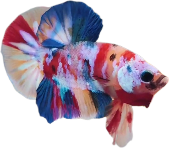 Candy Multicolor HMPK Betta_M041 (Male)