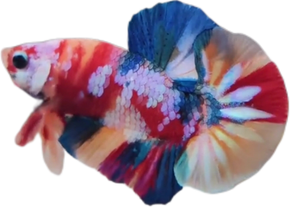 Candy Multicolor HMPK Betta_M041 (Male) - Image 4