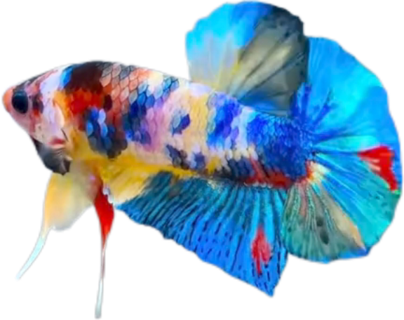 Candy Multicolor HMPK Betta_M042 (Male)
