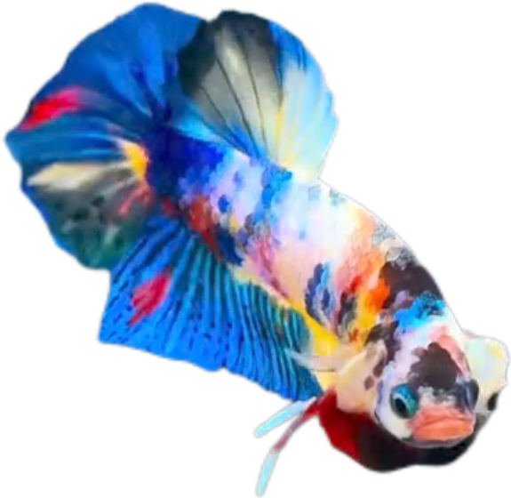 Candy Multicolor HMPK Betta_M042 (Male) - Image 2
