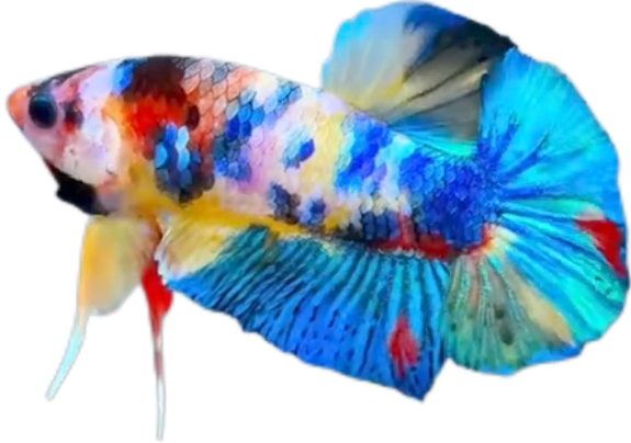 Candy Multicolor HMPK Betta_M042 (Male) - Image 4