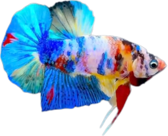Candy Multicolor HMPK Betta_M042 (Male) - Image 3