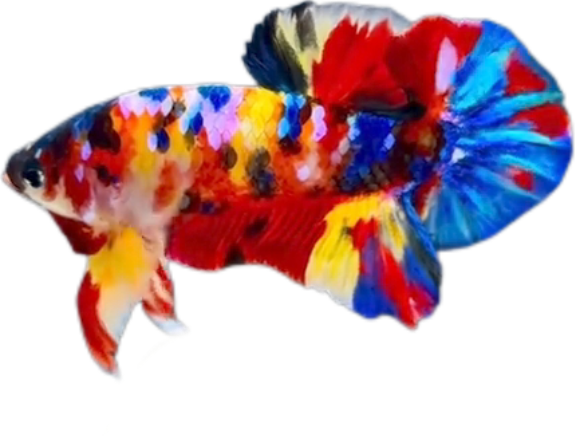 Premium Multicolor HMPK Betta_M043 (Male) - Image 2