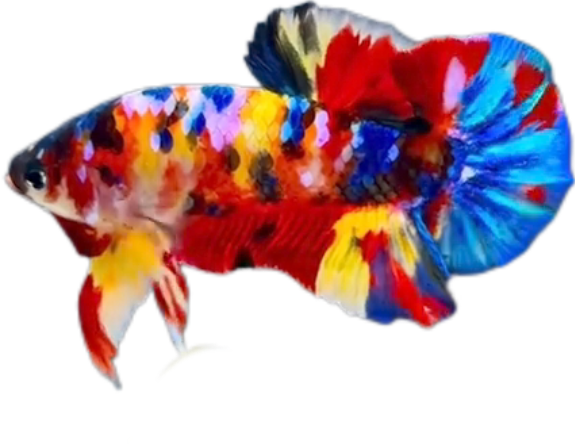 Premium Multicolor HMPK Betta_M043 (Male) - Image 6