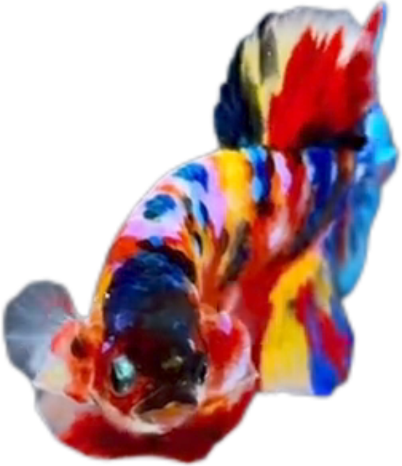 Premium Multicolor HMPK Betta_M043 (Male) - Image 5