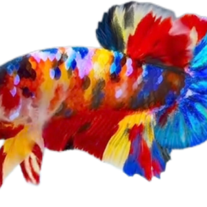 Premium Multicolor HMPK Betta_M043 (Male)