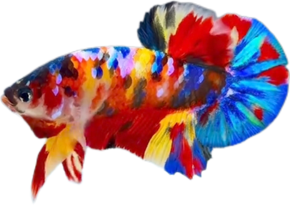 Premium Multicolor HMPK Betta_M043 (Male)