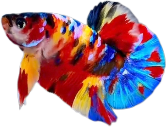 Premium Multicolor HMPK Betta_M043 (Male) - Image 4