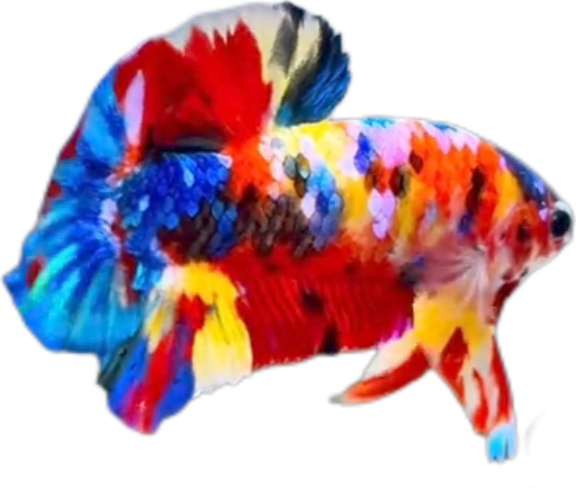 Premium Multicolor HMPK Betta_M043 (Male) - Image 3