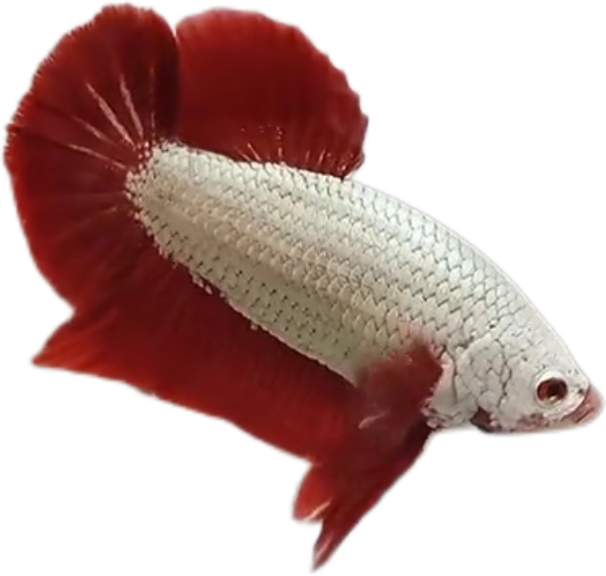 Red Dragon HMPK Betta_M053 (Male) - Image 2