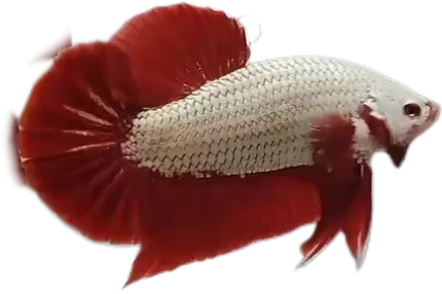 Red Dragon HMPK Betta_M053 (Male)