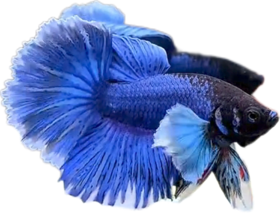 Blue Butterfly Halfmoon Dumbo Ears HMDE Betta_HM009 (Male) - Image 2
